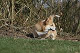 CORGI PEMBROKE 821